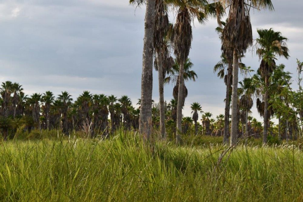washingtonia-robusta-washington-palm-mexican-fan-palm