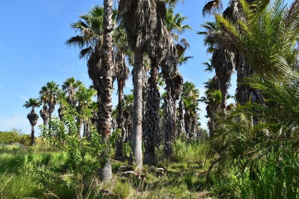 washingtonia-robusta-washington-palm-mexican-fan-palm