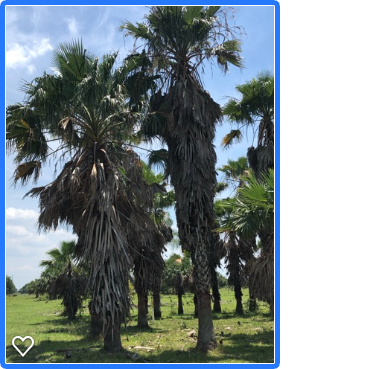 washingtonia-robusta-washington-palm-mexican-fan-palm