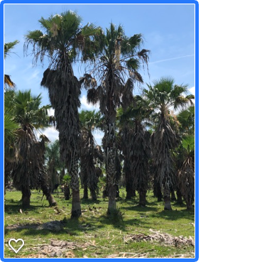 washingtonia-robusta-washington-palm-mexican-fan-palm