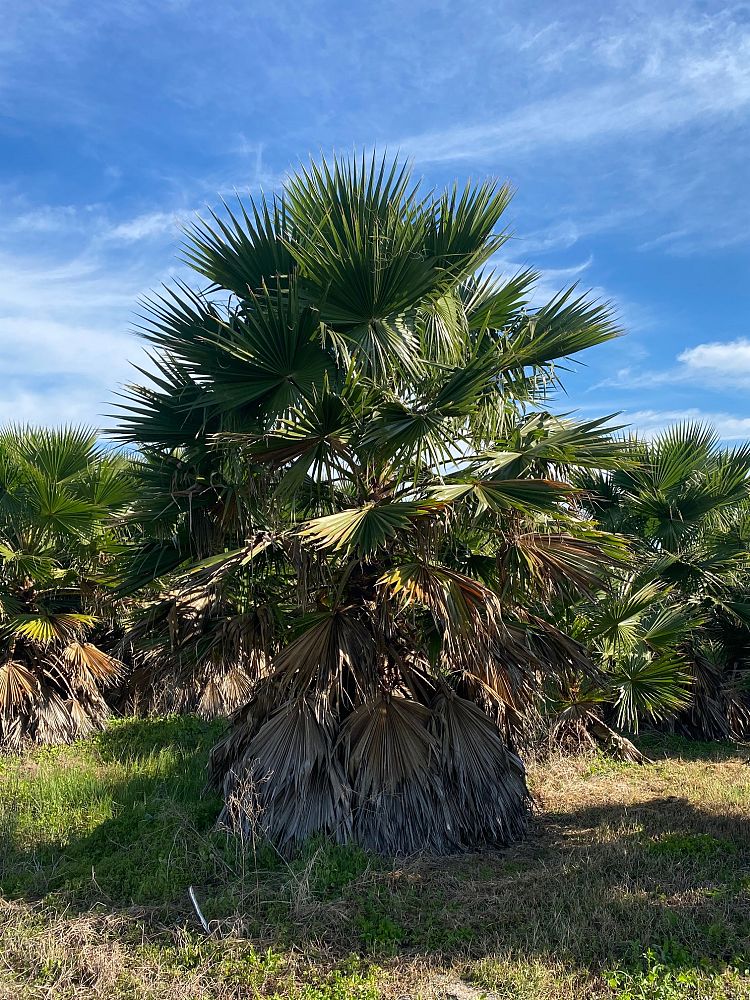 washingtonia-robusta-washington-palm-mexican-fan-palm