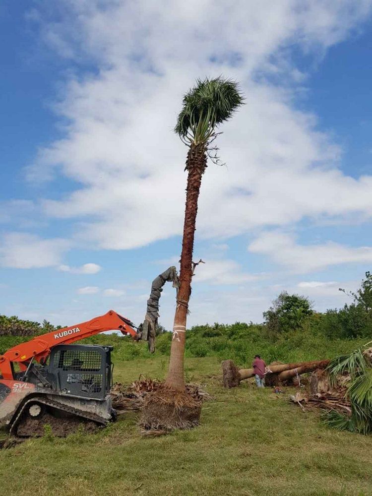 washingtonia-robusta-washington-palm-mexican-fan-palm