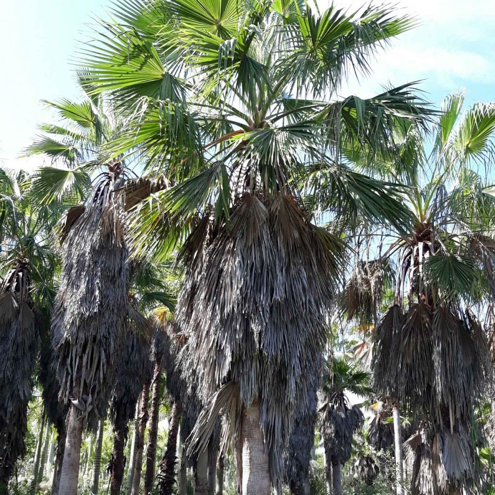 washingtonia-robusta-washington-palm-mexican-fan-palm