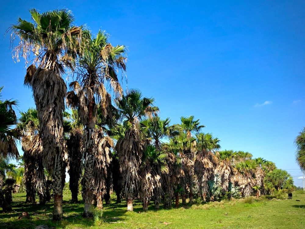 washingtonia-robusta-washington-palm-mexican-fan-palm