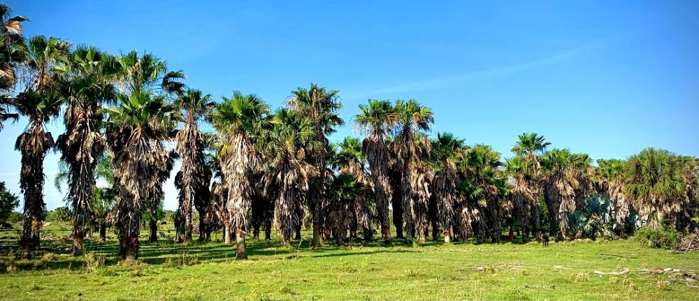 washingtonia-robusta-washington-palm-mexican-fan-palm
