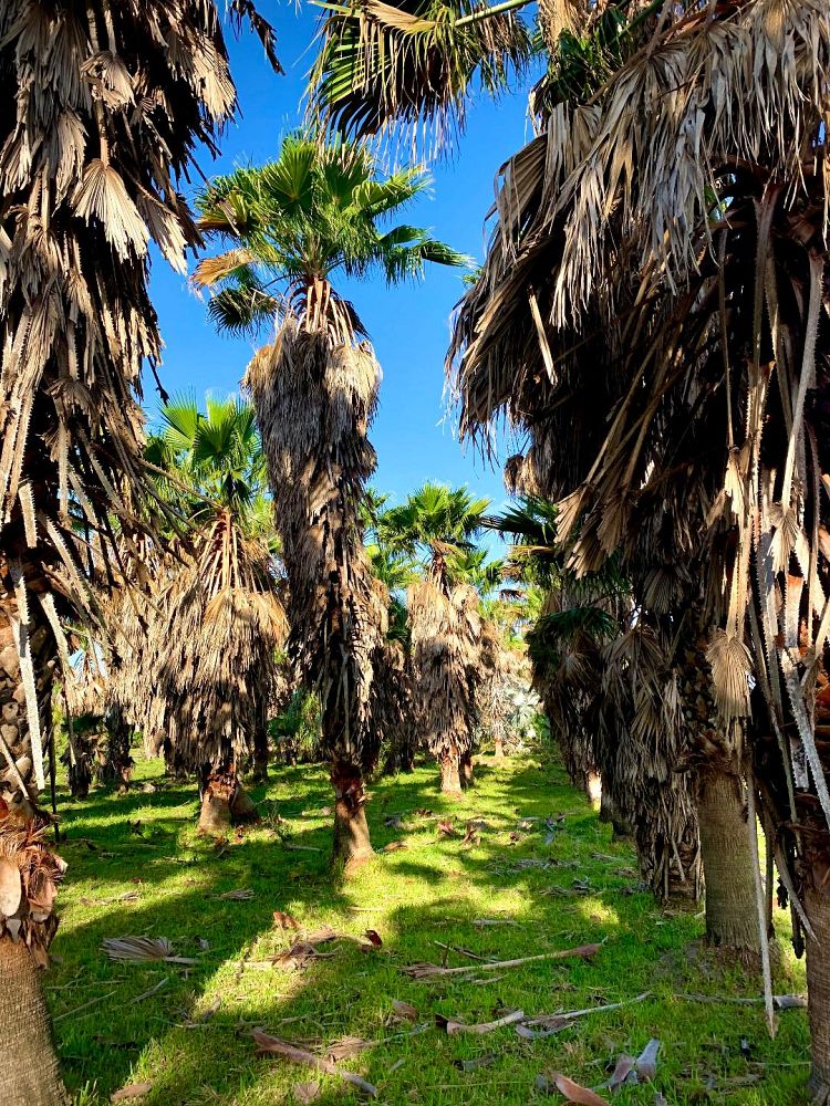 washingtonia-robusta-washington-palm-mexican-fan-palm