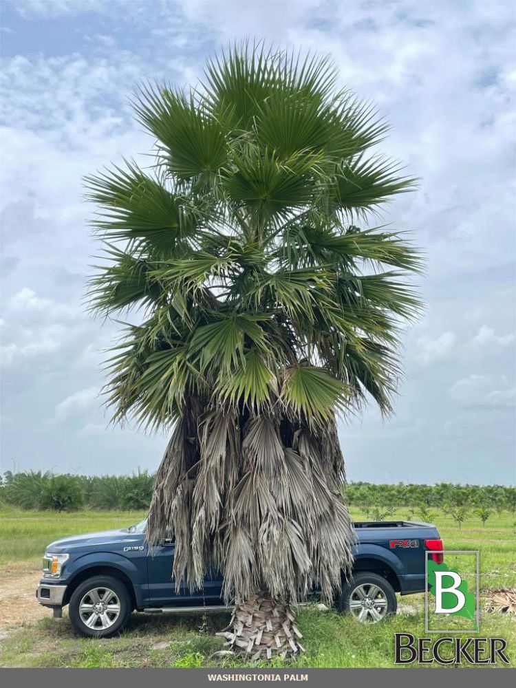 washingtonia-robusta-washington-palm-mexican-fan-palm