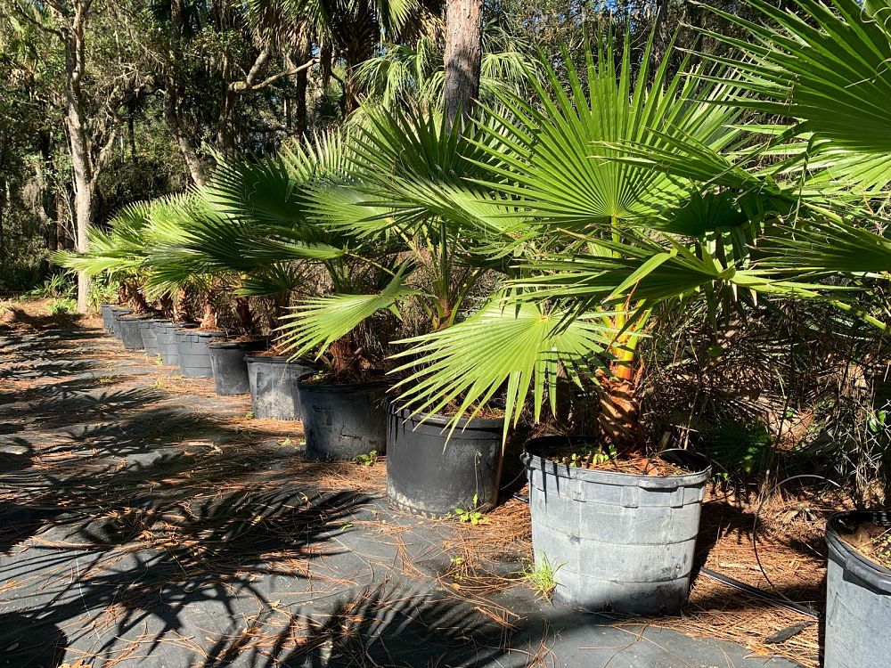 washingtonia-robusta-washington-palm-mexican-fan-palm