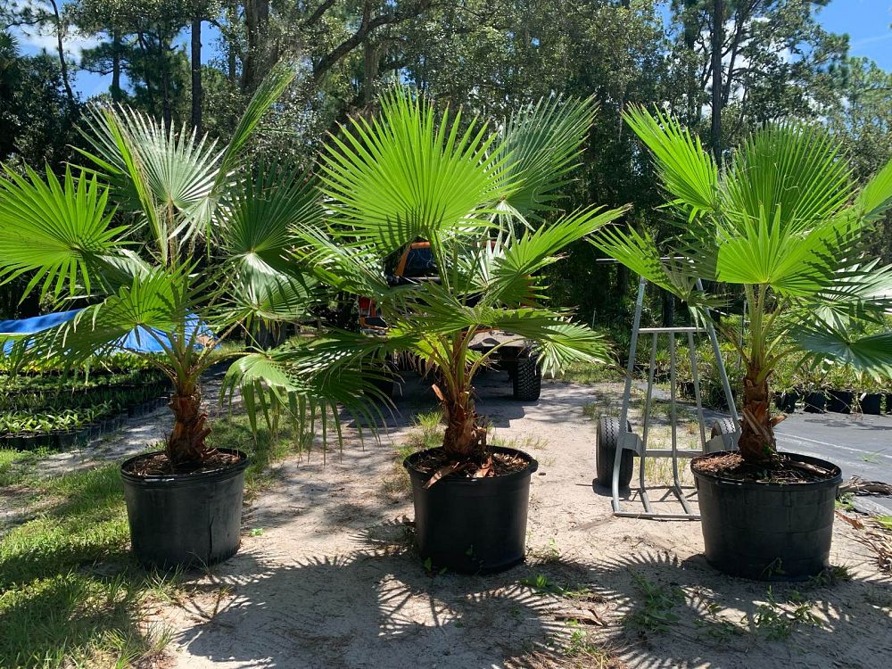washingtonia-robusta-washington-palm-mexican-fan-palm