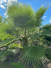 washingtonia-robusta-washington-palm-mexican-fan-palm