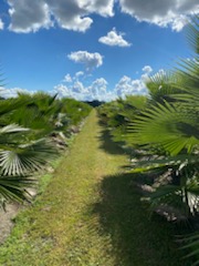 washingtonia-robusta-washington-palm-mexican-fan-palm