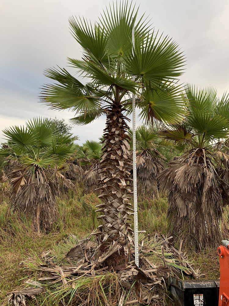 washingtonia-robusta-washington-palm-mexican-fan-palm