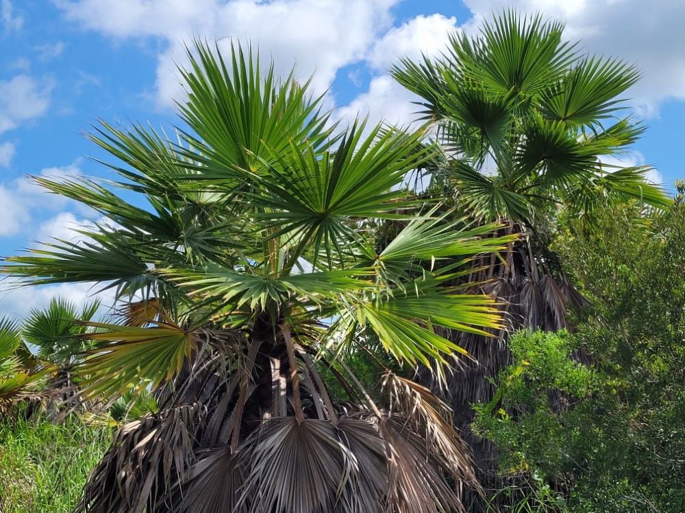 washingtonia-robusta-washington-palm-mexican-fan-palm