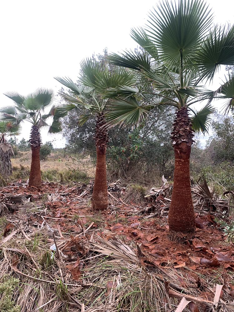 washingtonia-robusta-washington-palm-mexican-fan-palm