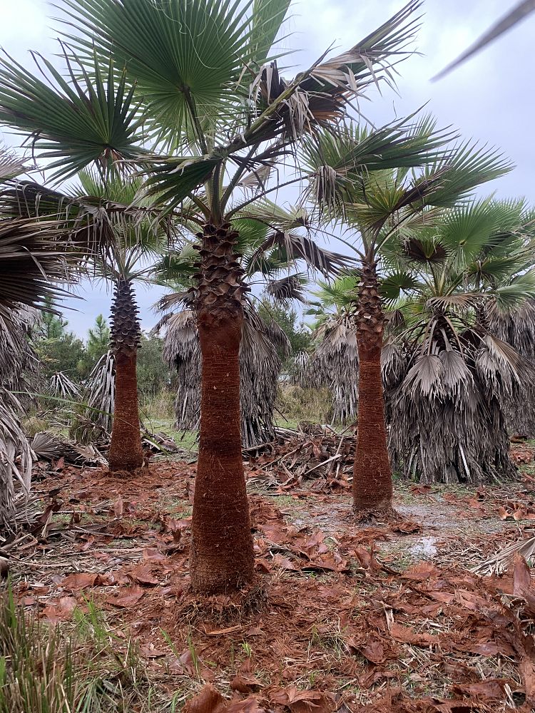 washingtonia-robusta-washington-palm-mexican-fan-palm