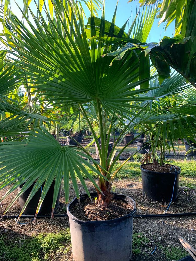 washingtonia-robusta-washington-palm-mexican-fan-palm