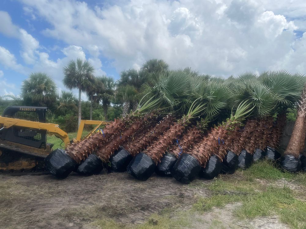 washingtonia-robusta-washington-palm-mexican-fan-palm