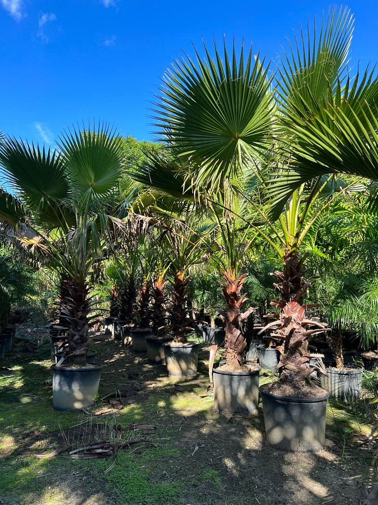 washingtonia-robusta-washington-palm-mexican-fan-palm
