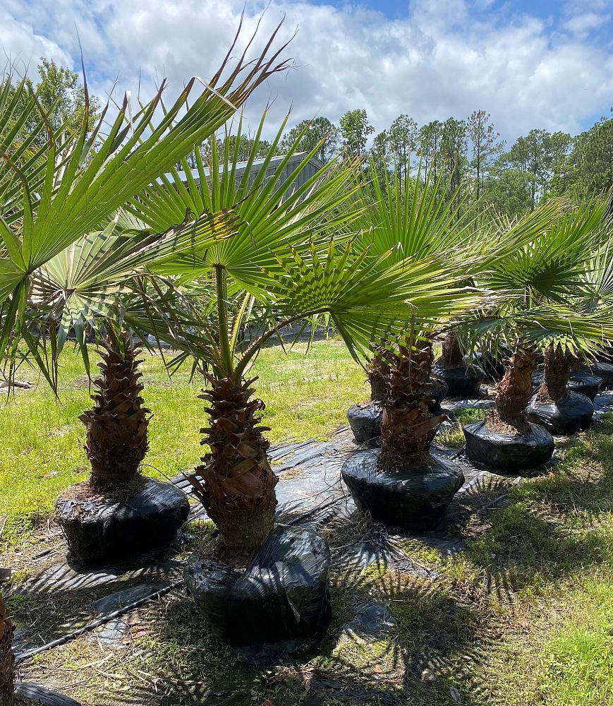 washingtonia-robusta-washington-palm-mexican-fan-palm