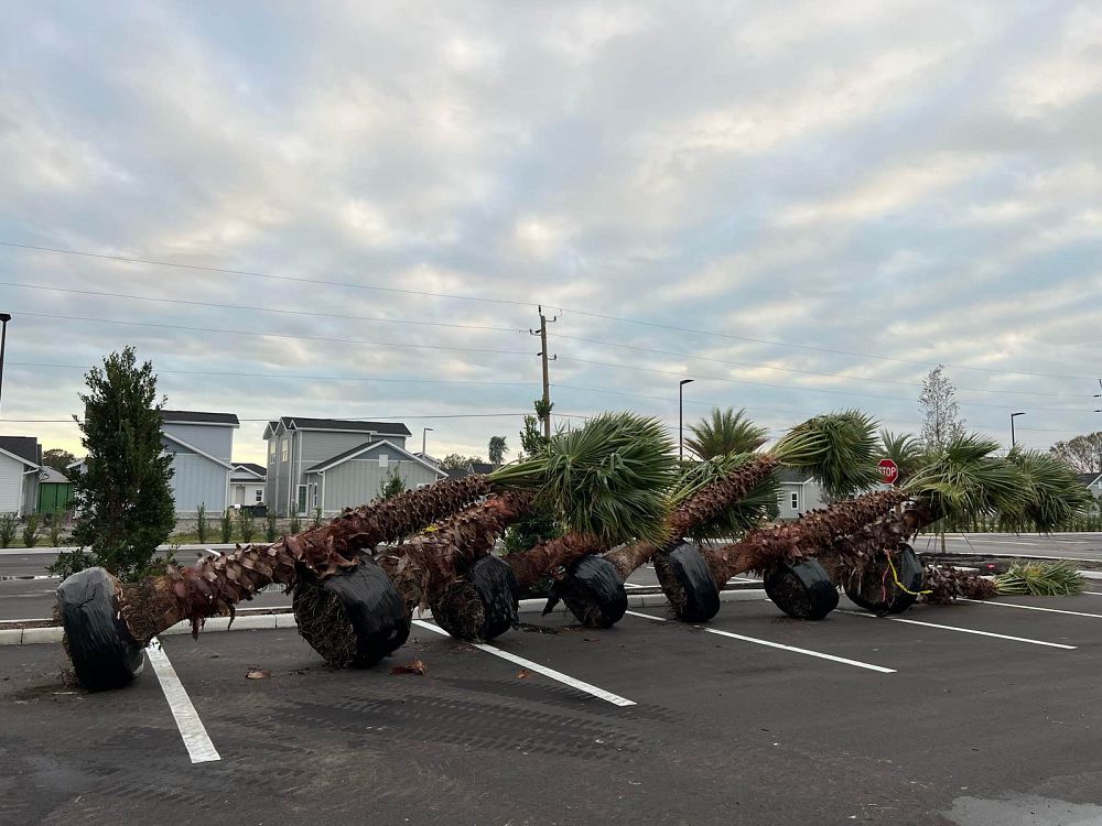 washingtonia-robusta-washington-palm-mexican-fan-palm