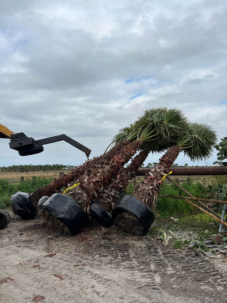 washingtonia-robusta-washington-palm-mexican-fan-palm