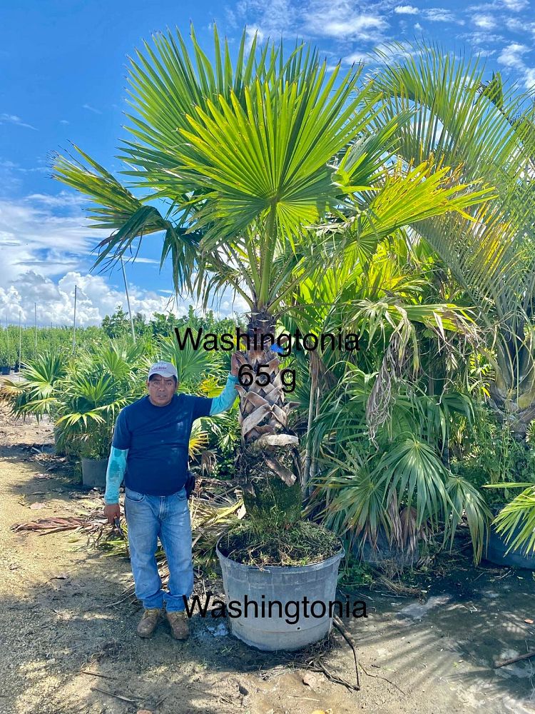 washingtonia-robusta-washington-palm-mexican-fan-palm