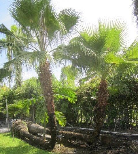 washingtonia-robusta-washington-palm-mexican-fan-palm