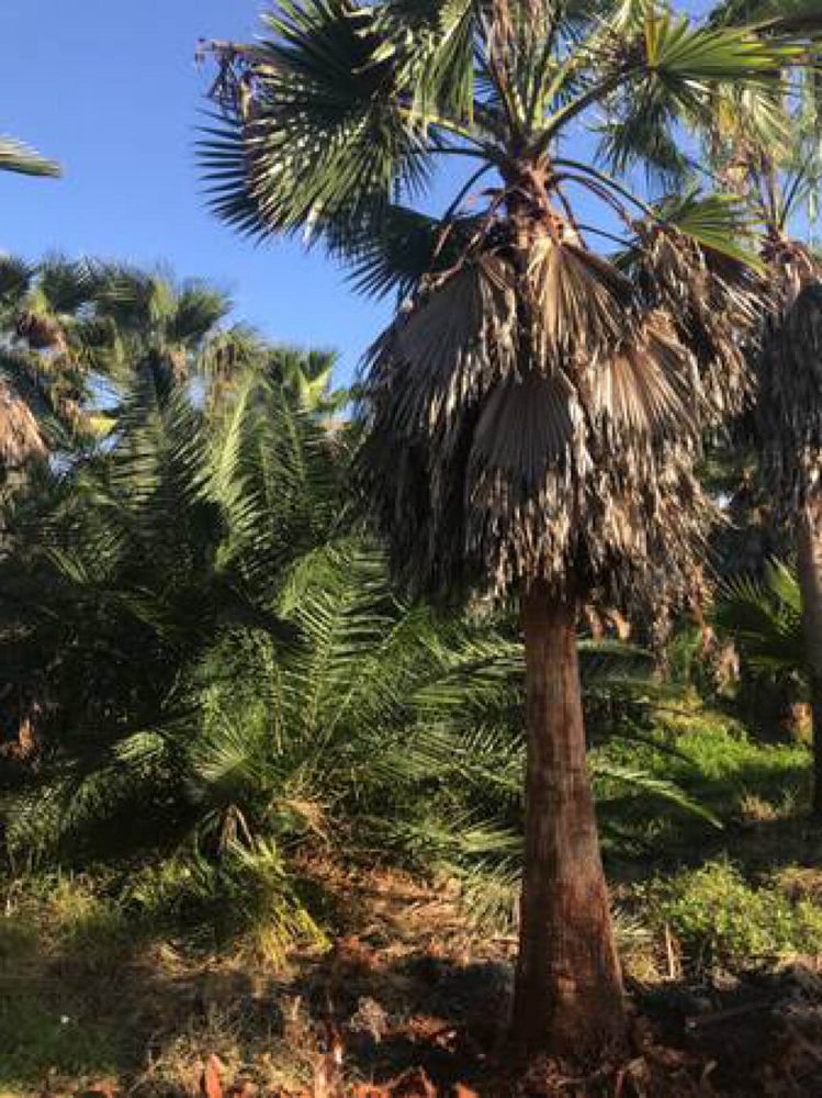 washingtonia-robusta-washington-palm-mexican-fan-palm