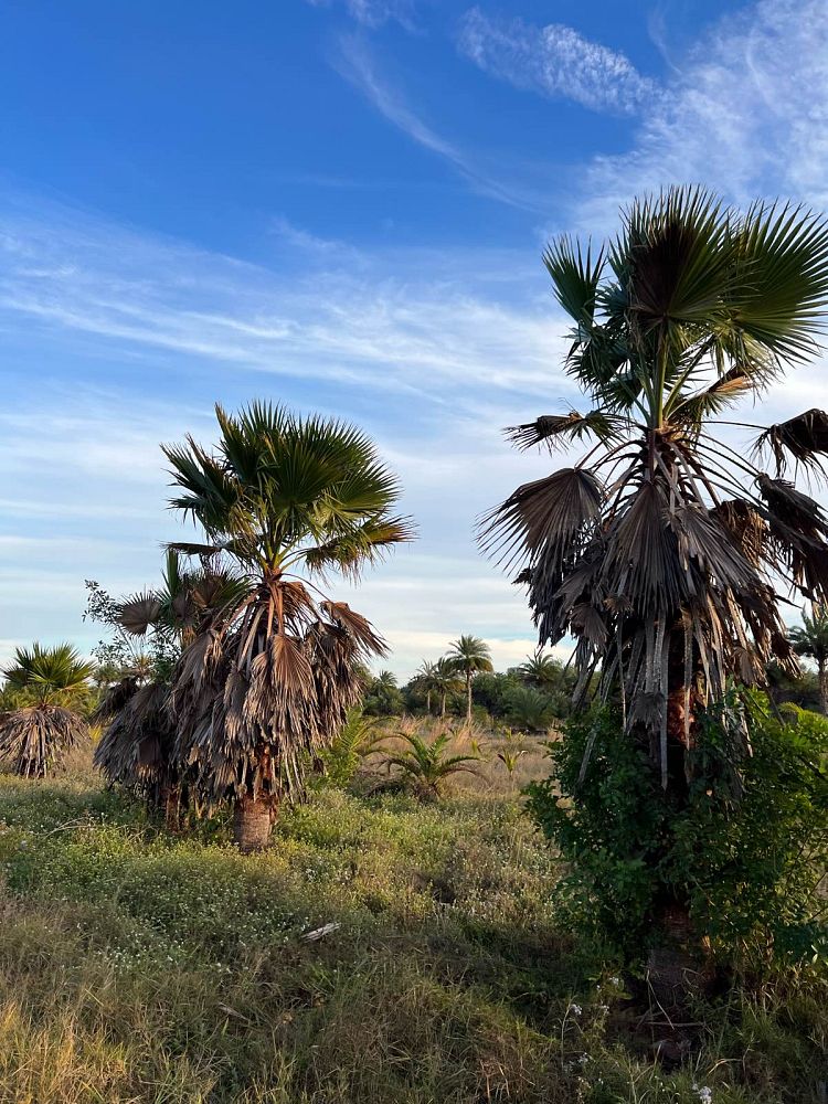 washingtonia-robusta-washington-palm-mexican-fan-palm