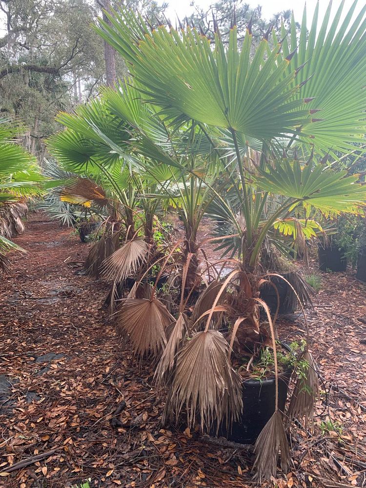 washingtonia-robusta-washington-palm-mexican-fan-palm