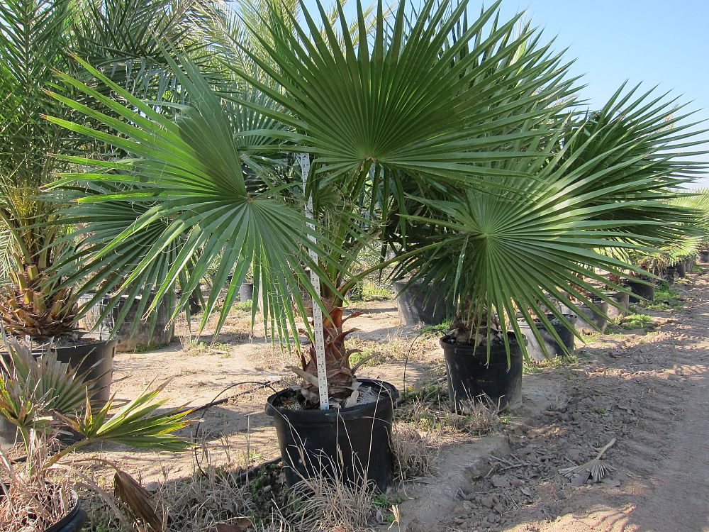 washingtonia-robusta-washington-palm-mexican-fan-palm
