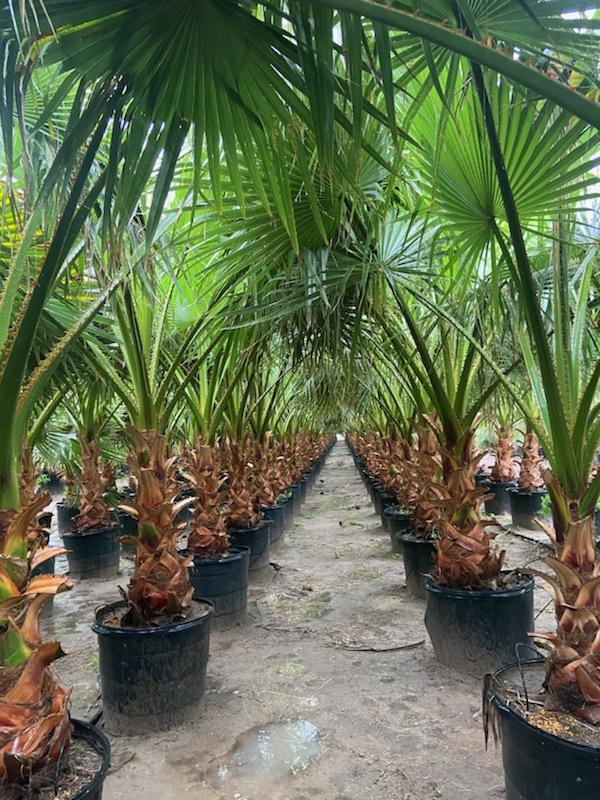 washingtonia-robusta-washington-palm-mexican-fan-palm