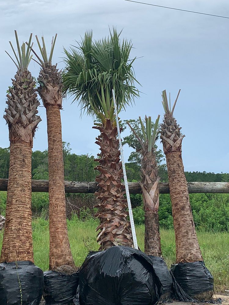 washingtonia-robusta-washington-palm-mexican-fan-palm