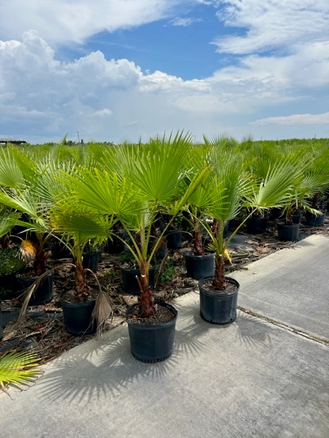washingtonia-robusta-washington-palm-mexican-fan-palm