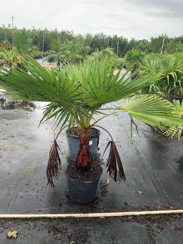 washingtonia-robusta-washington-palm-mexican-fan-palm