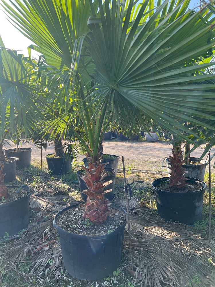 washingtonia-robusta-washington-palm-mexican-fan-palm
