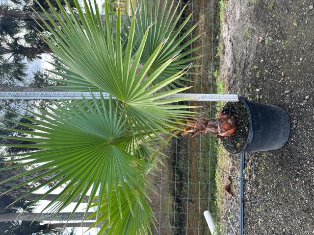 washingtonia-robusta-washington-palm-mexican-fan-palm