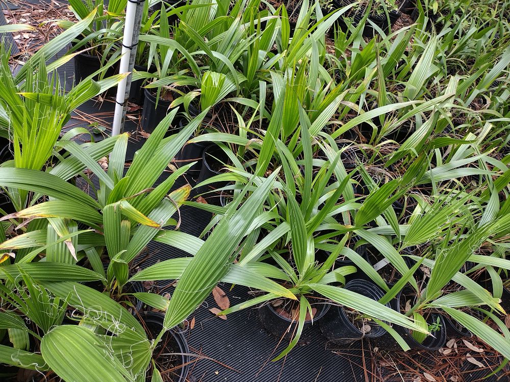 washingtonia-robusta-washington-palm-mexican-fan-palm