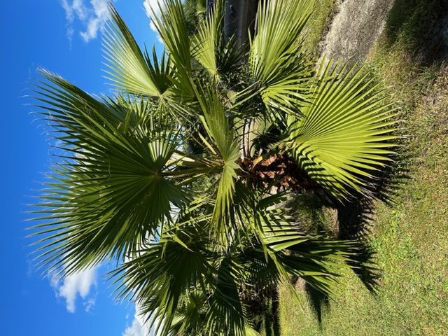 washingtonia-robusta-washington-palm-mexican-fan-palm