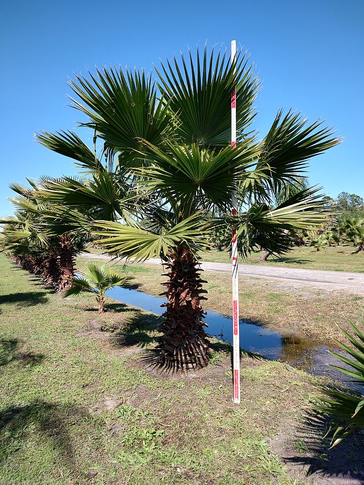 washingtonia-robusta-washington-palm-mexican-fan-palm