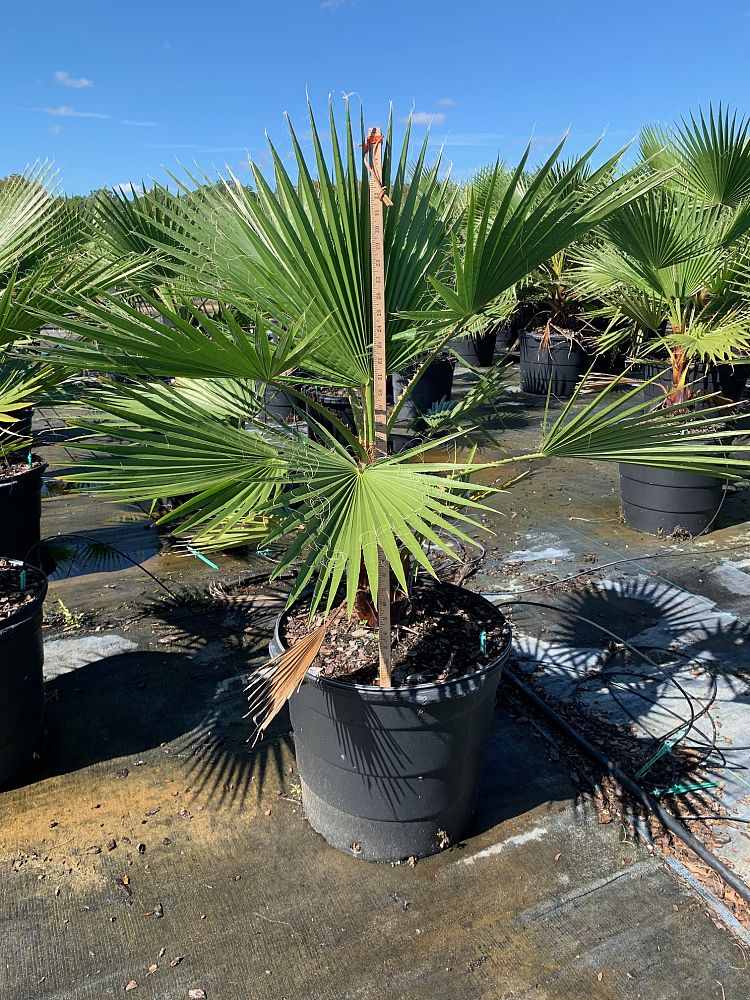washingtonia-robusta-washington-palm-mexican-fan-palm