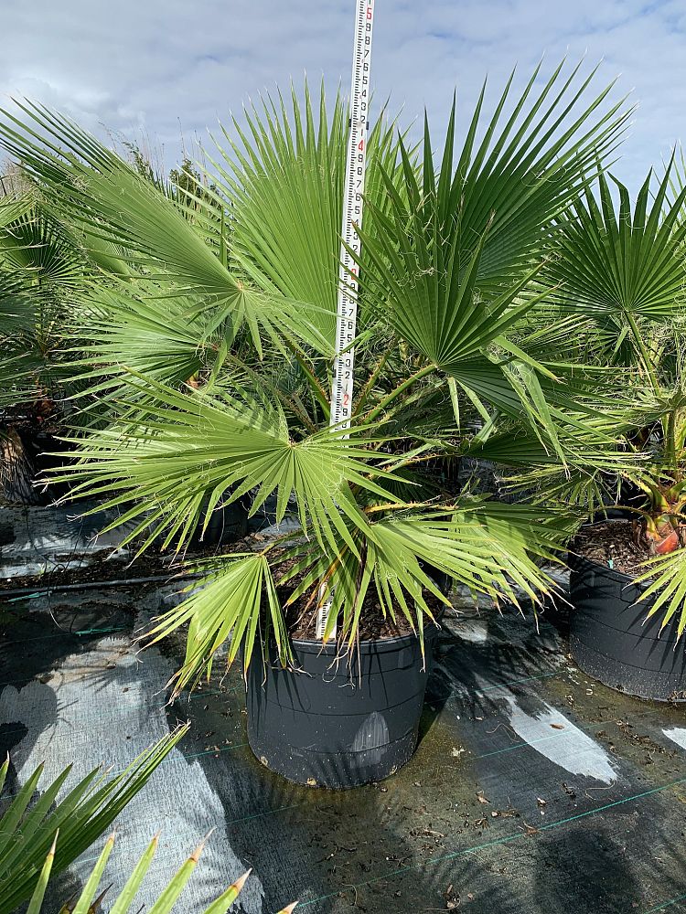 washingtonia-robusta-washington-palm-mexican-fan-palm