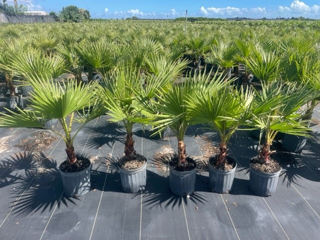 washingtonia-robusta-washington-palm-mexican-fan-palm