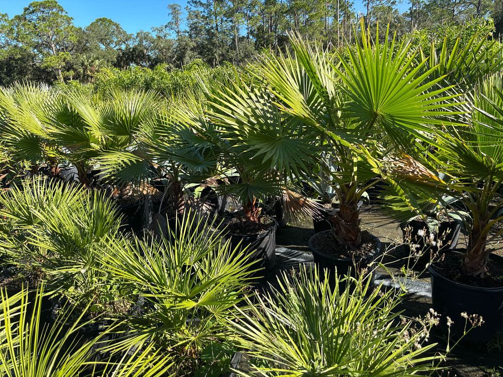 washingtonia-robusta-washington-palm-mexican-fan-palm
