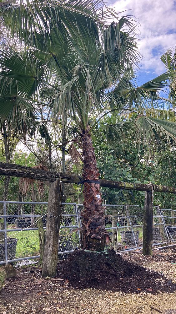 washingtonia-robusta-washington-palm-mexican-fan-palm