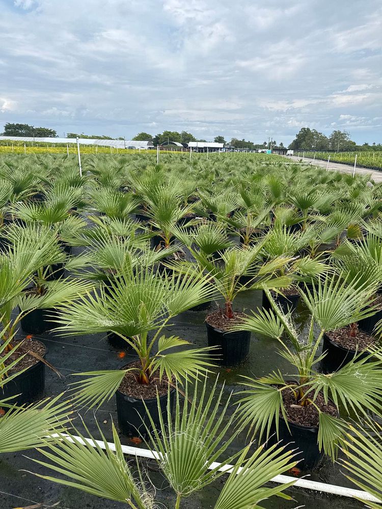 washingtonia-robusta-washington-palm-mexican-fan-palm