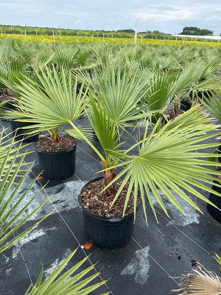 washingtonia-robusta-washington-palm-mexican-fan-palm