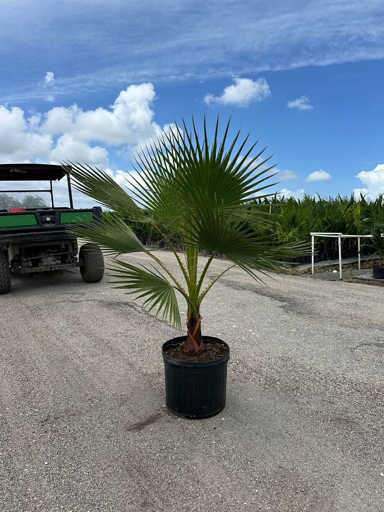 washingtonia-robusta-washington-palm-mexican-fan-palm