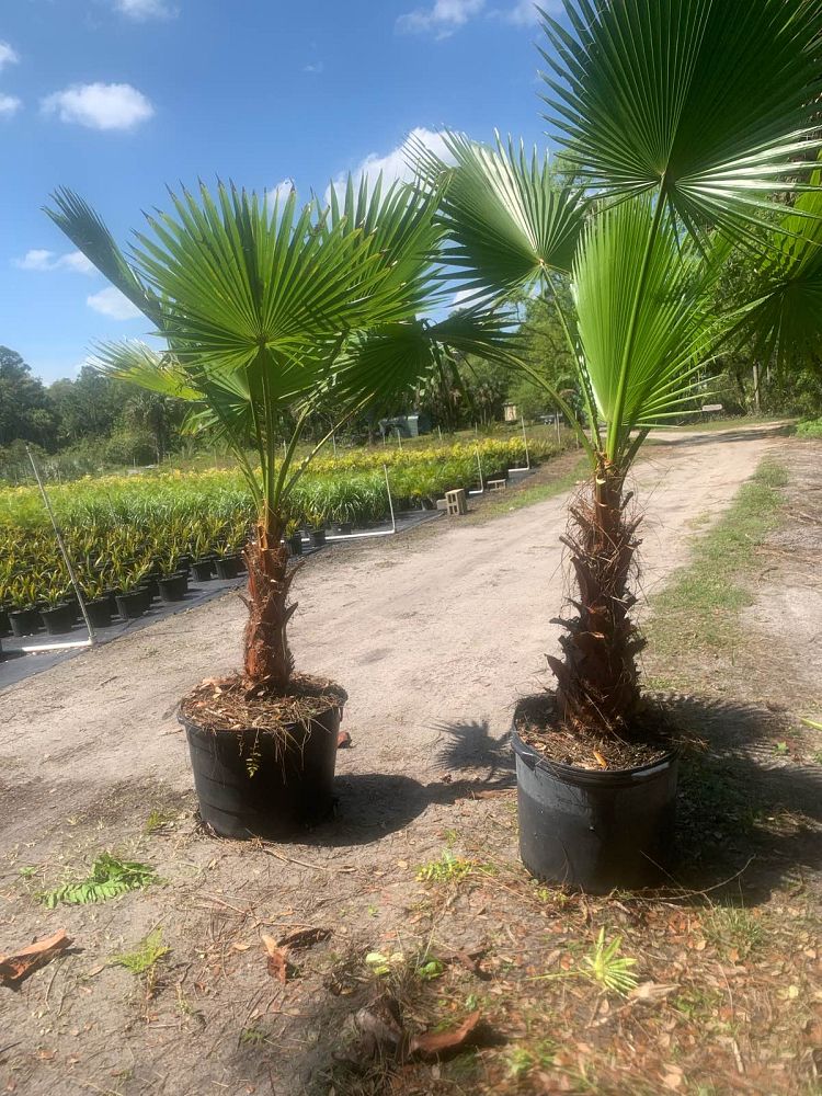 washingtonia-robusta-washington-palm-mexican-fan-palm