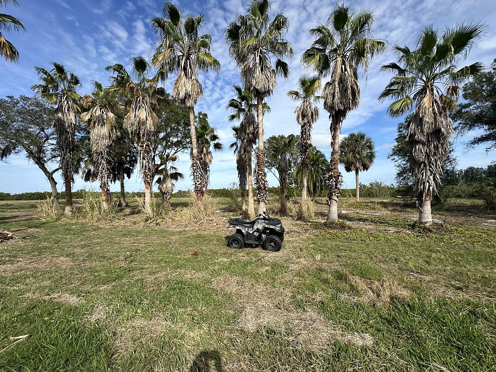 washingtonia-robusta-washington-palm-mexican-fan-palm